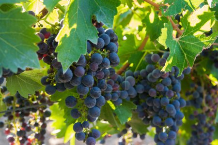 Vineyards in autumn harvest. Big bunches of dark wine grapes. Nature background.