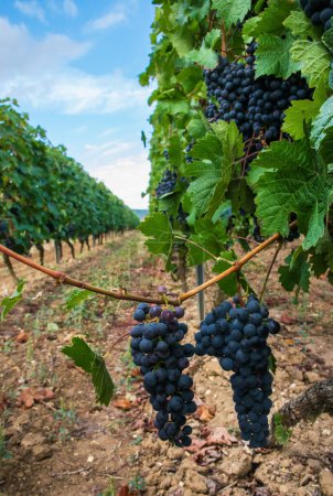 Téléchargez les photos : Vignobles en récolte d'automne en Allemagne. Grandes grappes de raisins rouges dans la journée ensoleillée. - en image libre de droit