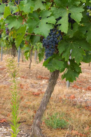 Viñedos en la cosecha de otoño. Grandes racimos de uvas de vino tinto en el árbol en tiempo soleado.