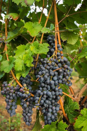 Viñedos en la cosecha de verano. Grandes racimos de uvas de vino tinto en tiempo soleado.