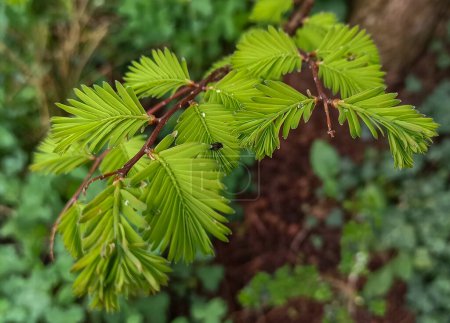 A twig of spring metasequoia with soft green leaves