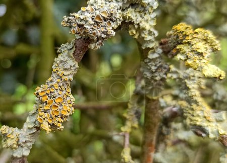 Colored lichen on the branches of hawthorn bushes