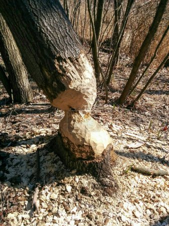 Tree in the forest gnawed by beavers