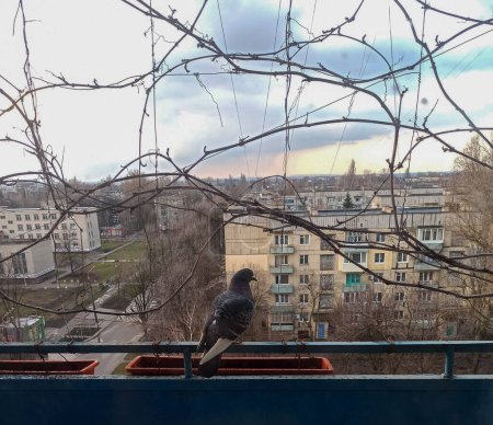 A pigeon sits on a balcony railing, view of a city street, autumn in Zhovty Vody, Ukraine