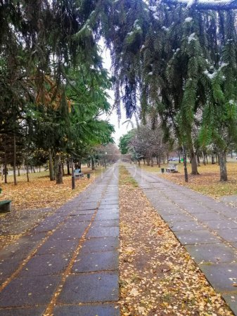 Alley in the park with autumn fallen leaves on the ground, snow lying on fir branches
