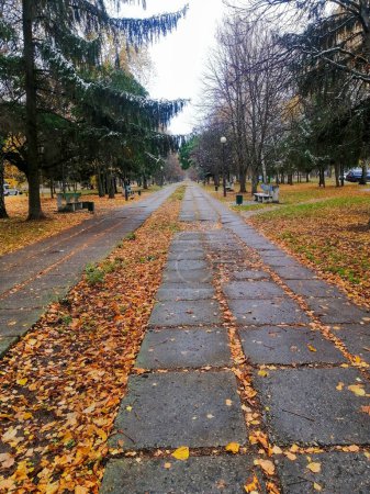 Alley in the park with autumn fallen leaves on the ground