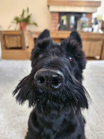 Netter schottischer Terrier mit großer schwarzer, glänzender Nase, der in die Kamera starrt. 