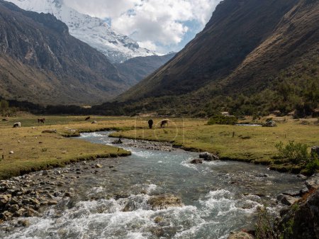 Grünes Tal zwischen Bergen mit Fluss und Pferden im Huascaran-Nationalpark, Region Ancash, Peru, mit der Cordillera Blanca im Hintergrund.