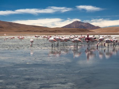 Foto de Group of pink flamingos in the Laguna de Pastos Grandes in the Eduardo Avaroa Andean Fauna National Reserve, Andes mountains, Bolivian highlands, South America. - Imagen libre de derechos