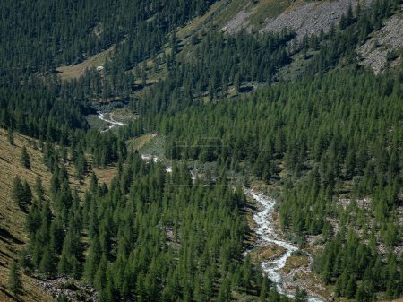 Blick auf den grünen Wald im Lys-Tal und den Fluss im Aostatal, Italien, oberhalb von Gressoney la Trinite und Staffal (Tschaval). Italienische Penninalpen.