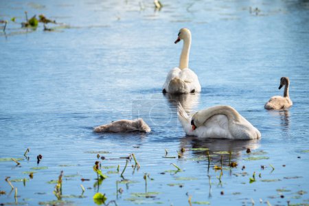 Familia de cisnes en un estanque - madre y padre nadando con sus cisnes bebé. Concéntrate en una pluma.