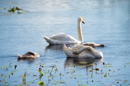 Familia de cisnes en un estanque - madre y padre nadando con sus cisnes bebé. Concéntrate en una pluma.