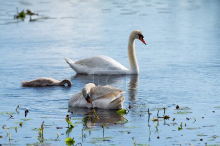 Familia del cisne en un estanque - madre y padre nadando con su bebé cisne. Concéntrate en una pluma.