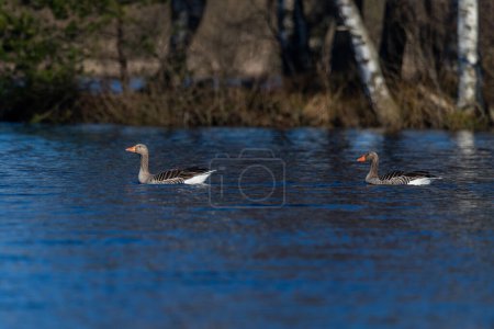 Greylag geese swimming on the pond