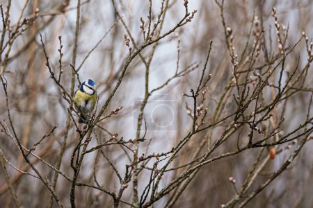 Blue tit (Cyanistes caeruleus) sitting on a willow branch, background blur, focus on the bird