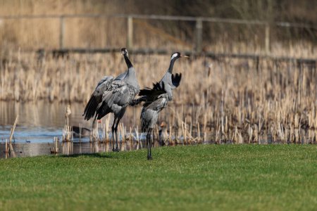 Common crane birds (Grus grus) , flapping wings - selective focus