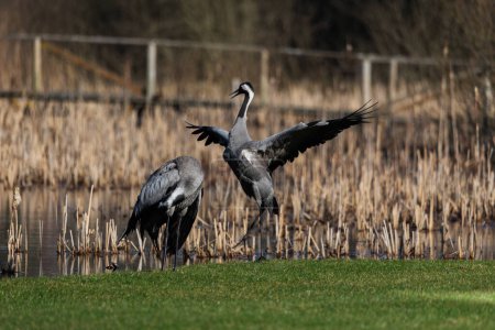 Common crane birds (Grus grus) , flapping wings - selective focus