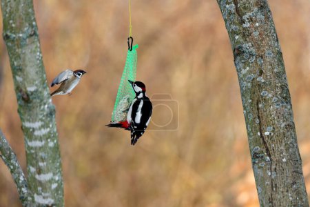 Great Spotted Woodpecker fatball feeder (Dendrocopos major)