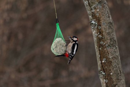 Great Spotted Woodpecker fatball feeder (Dendrocopos major)