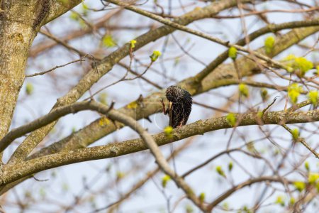 Starling Sturnus vulgaris sitting on branch - the magic of color