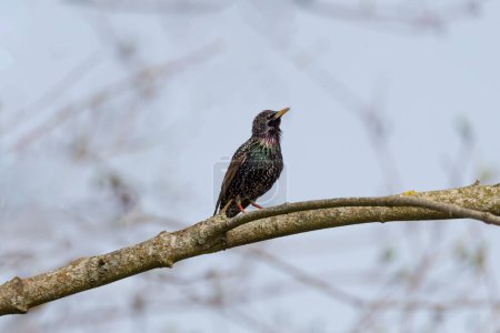 Starling Sturnus vulgaris sitting on branch - the magic of color