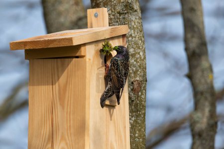 Starling Sturnus vulgaris - construcción de nidos - tiro de cerca