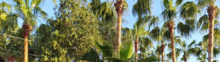 Palm trees in Turkey - Alanya - exotic plants