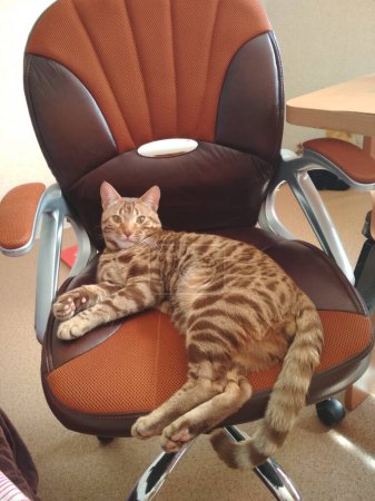 A Bengal cat is lying on a computer chair