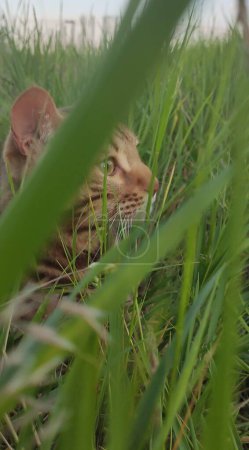 Bengal cat sits in green grass