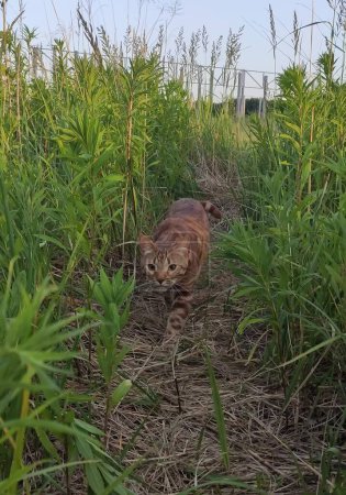 Bengalische Katze läuft im Gras