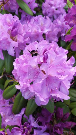 Rhododendron is a beautiful flowering bush plant with lilac flowers in Sweden
