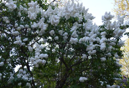 Arbusto lila blanca (Syringa) en el jardín botánico