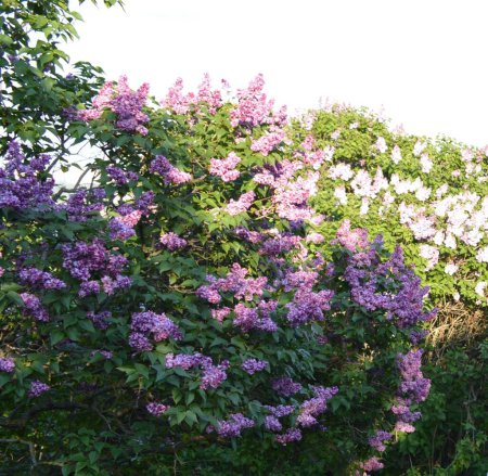Bush Purple lilac (Syringa) in the botanical garden