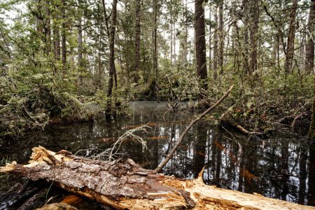 Pygmy Forest Swamp at Van Damme State Park, Little River, CA. High quality photo