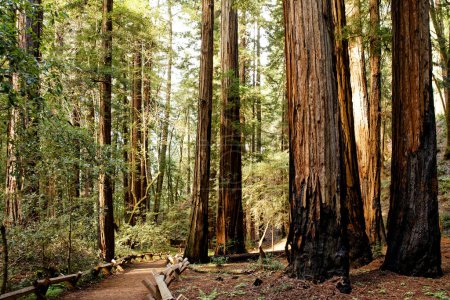 Hohe Redwoods und Pfad im Armstrong Redwoods State Natural Reserve, Kalifornien, USA. Hochwertiges Foto