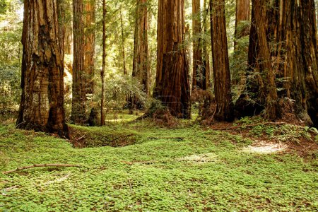 Hohe Redwoods und Klee im Armstrong Redwoods State Natural Reserve, Kalifornien, USA. Hochwertiges Foto