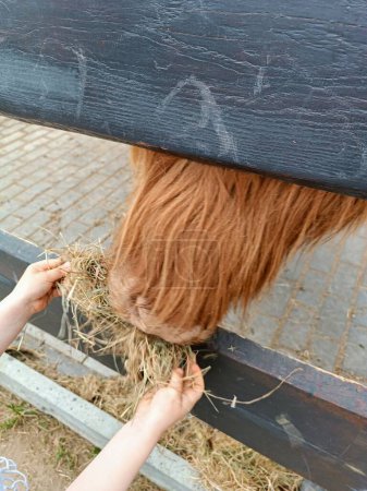 A girl hands feeding and brown furry cow with straw hay through the wooden fence. High quality photo. Quality family time with kids on the farm.