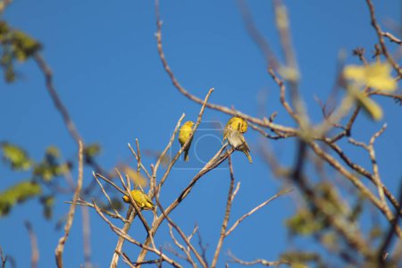 Foto de Canarios da terra amarelos em galhos secos - Imagen libre de derechos