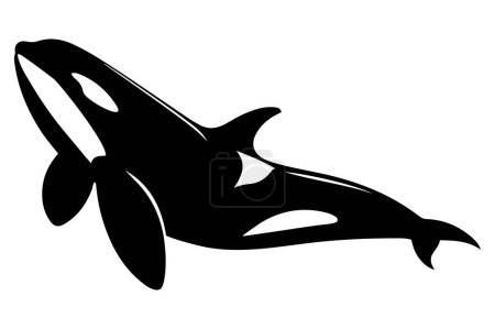 Téléchargez les illustrations : Illustration vectorielle de silhouette d'épaulard Orca. - en licence libre de droit