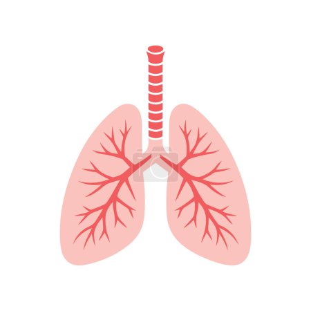 Human lungs anatomy vector icon illustration.