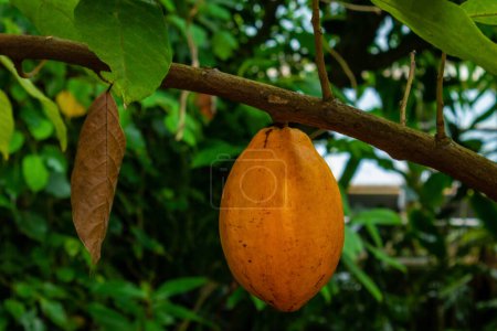 Gelbe Kakaoschoten wachsen auf Bäumen. Der Kakaobaum Theobroma Kakao mit Früchten. Hochwertiges Foto