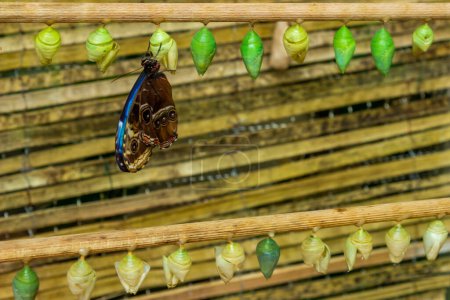 Capullos de mariposa en línea unidos a un trozo de madera. Capullos verdes y amarillos. Foto de alta calidad