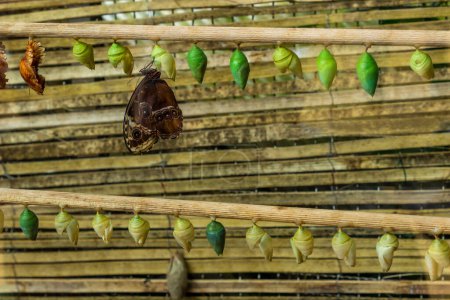Cocons papillons alignés attachés à un morceau de bois. Cocons verts et jaunes. Photo de haute qualité