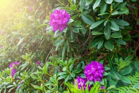 Schöne Aussicht auf einen lila Rhododendron, dessen Blüten zu blühen beginnen. Hochwertiges Foto