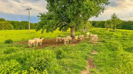 A flock of sheep in a meadow on lush farmland. sheep eating grass on a field. High quality photo