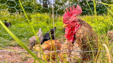 Gallinas criadas en libertad y alimentadas con alimentos orgánicos, gallinas gallos y pollos. Foto de alta calidad
