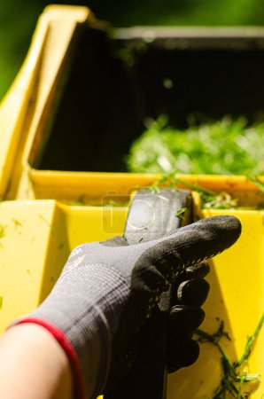 The hand hold container with grass in garden at the background of a lawn mower. High quality photo