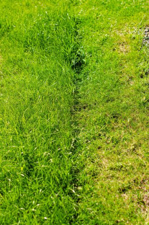 Partially cut grass lawn green land. High quality photo