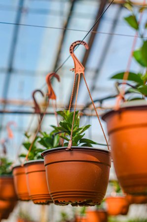 Flowers hanging in pots in a greenhouse in spring. High quality photo