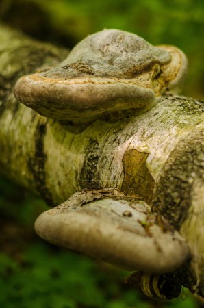 Pilz wächst auf Birke im Wald Hochwertiges Foto